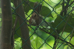 Campylorhynchus griseus