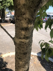 Chionanthus virginicus