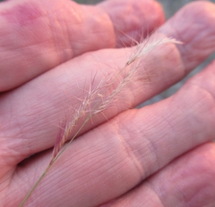 Bouteloua trifida