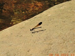 Heliocypha bisignata