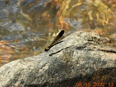 Heliocypha bisignata