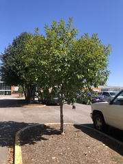 Chionanthus virginicus