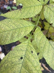 Fraxinus americana