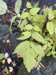 Fraxinus americana