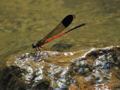 Euphaea pseudodispar