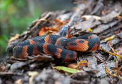 Nerodia fasciata confluens
