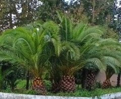 Arecaceae