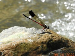 Euphaea pseudodispar