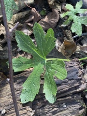 Petasites frigidus