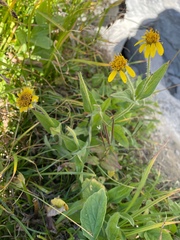 Arnica mollis