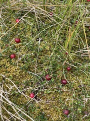 Vaccinium macrocarpon