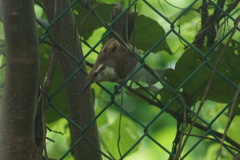 Campylorhynchus griseus