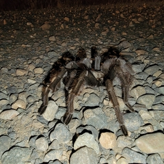 Aphonopelma johnnycashi
