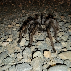 Aphonopelma johnnycashi