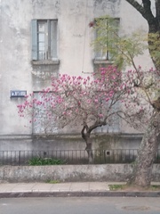 Magnolia liliiflora