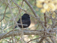 Knipolegus aterrimus