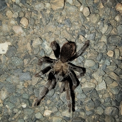 Aphonopelma johnnycashi