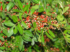 Schinus terebinthifolia