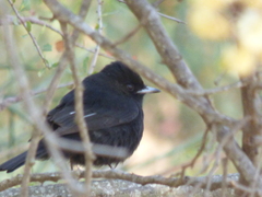 Knipolegus aterrimus