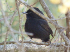 Knipolegus aterrimus