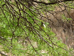 Myiarchus swainsoni