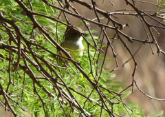 Myiarchus swainsoni