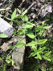 Moehringia lateriflora