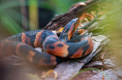 Nerodia fasciata confluens
