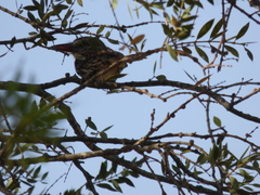 Nystalus maculatus