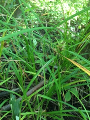 Carex lupulina