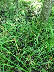 Carex lupulina