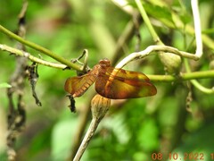 Neurothemis fulvia