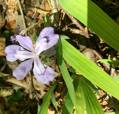 Iris cristata