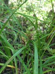 Carex lupulina