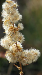 Solidagininae