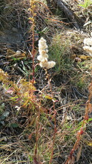 Solidagininae