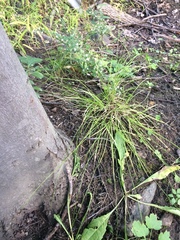 Carex rosea