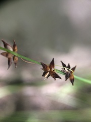 Carex rosea