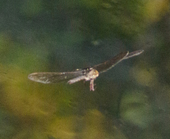 Boyeria vinosa
