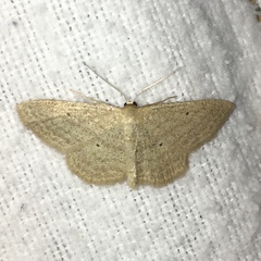 Scopula inductata