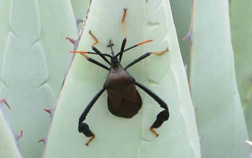 Giant Agave Bug