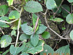 Neorthacris