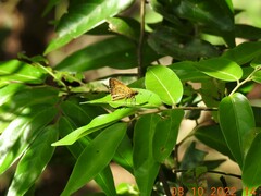 Ampittia dioscorides