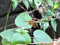 Neurothemis fulvia