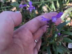 Physostegia virginiana