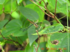 Lathrecista asiatica