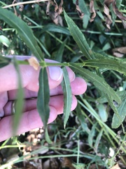 Physostegia virginiana