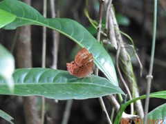 Abisara bifasciata