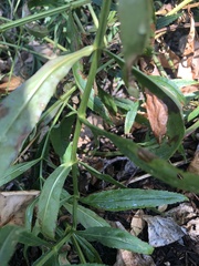 Physostegia virginiana