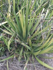 Agave univittata
